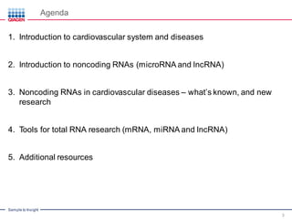 Noncoding RNAs in Cardiovascular Disease – Potential as Biomarkers and ...