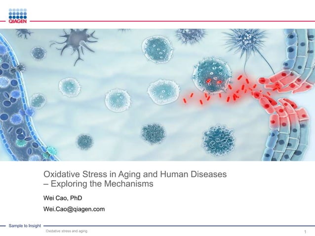 Oxidative Stress in Aging and Human Diseases - Exploring the Mechanisms ...