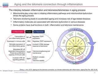 Oxidative Stress in Aging and Human Diseases - Exploring the Mechanisms ...