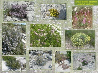 Et des plantes adaptées
au sol et au climat…
 