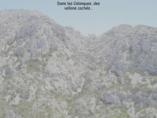 Dans les Calanques, des
vallons cachés…
 