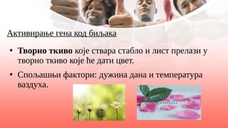 Активирање гена код биљака
●
Творно ткиво које ствара стабло и лист прелази у
творно ткиво које ће дати цвет.
●
Спољашњи фактори: дужина дана и температура
ваздуха.
 