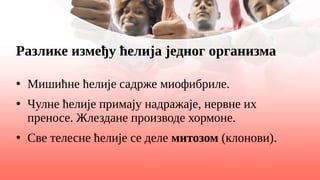 Разлике између ћелија једног организма
●
Мишићне ћелије садрже миофибриле.
●
Чулне ћелије примају надражаје, нервне их
преносе. Жлездане производе хормоне.
●
Све телесне ћелије се деле митозом (клонови).
 