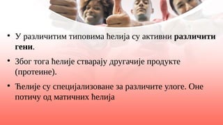 ●
У различитим типовима ћелија су активни различити
гени.
●
Због тога ћелије стварају другачије продукте
(протеине).
●
Ћелије су специјализоване за различите улоге. Оне
потичу од матичних ћелија
 