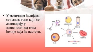 ●
У матичним ћелијама
се налазе гени који се
активирају у
зависности од типа
ћелије која ће настати.
 