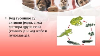 ●
Код гусенице су
активни једни, а код
лептира други гени
(слично је и код жабе и
пуноглавца).
 