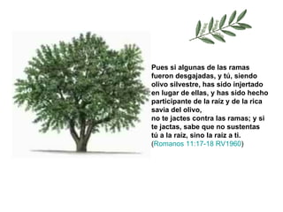Pues si algunas de las ramas fueron desgajadas, y tú, siendo olivo silvestre, has sido injertado en lugar de ellas, y has sido hecho participante de la raíz y de la rica savia del olivo,  no te jactes contra las ramas; y si te jactas, sabe que no sustentas tú a la raíz, sino la raíz a ti.   ( Romanos 11:17-18 RV1960 ) 