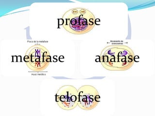 profase

metafase

anafase

telofase

 