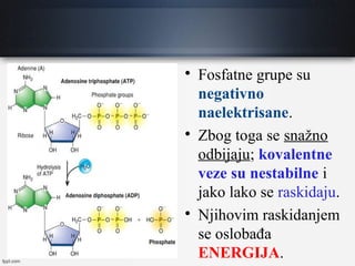 
Fosfatne grupe su
negativno
naelektrisane.

Zbog toga se snažno
odbijaju; kovalentne
veze su nestabilne i
jako lako se raskidaju.

Njihovim raskidanjem
se oslobađa
ENERGIJA.
 