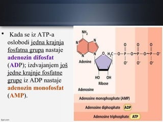 
Kada se iz ATP-a
oslobodi jedna krajnja
fosfatna grupa nastaje
adenozin difosfat
(ADP); izdvajanjem još
jedne krajnje fosfatne
grupe iz ADP nastaje
adenozin monofosfat
(AMP).
 