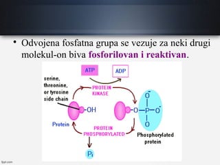 
Odvojena fosfatna grupa se vezuje za neki drugi
molekul-on biva fosforilovan i reaktivan.
 