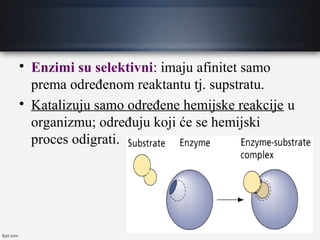 
Enzimi su selektivni: imaju afinitet samo
prema određenom reaktantu tj. supstratu.

Katalizuju samo određene hemijske reakcije u
organizmu; određuju koji će se hemijski
proces odigrati.
 