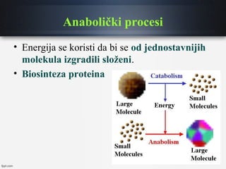Anabolički procesi
• Energija se koristi da bi se od jednostavnijih
molekula izgradili složeni.
• Biosinteza proteina
 