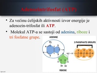 Adenozintrifosfat (ATP)

Za većinu ćelijskih aktivnosti izvor energije je
adenozin-trifosfat ili ATP.

Molekul ATP-a se sastoji od adenina, riboze i
tri fosfatne grupe.
 