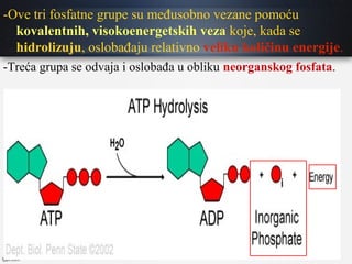 -Ove tri fosfatne grupe su međusobno vezane pomoću
kovalentnih, visokoenergetskih veza koje, kada se
hidrolizuju, oslobađaju relativno veliku količinu energije.
-Treća grupa se odvaja i oslobađa u obliku neorganskog fosfata.
 