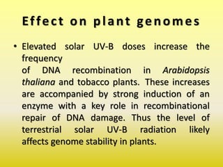Effect on plant genomes
• Elevated solar UV-B doses increase the
frequency
of DNA recombination in Arabidopsis
thaliana and tobacco plants. These increases
are accompanied by strong induction of an
enzyme with a key role in recombinational
repair of DNA damage. Thus the level of
terrestrial solar UV-B radiation likely
affects genome stability in plants.
 