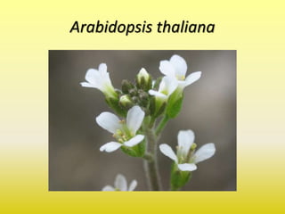 Arabidopsis thaliana
 