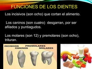 FUNCIONES DE LOS DIENTES
Los incisivos (son ocho) que cortan el alimento.
Los caninos (son cuatro) desgarran, por ser
afilados y puntiagudos.
Los molares (son 12) y premolares (son ocho),
trituran.
 