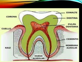 PARTES DEL DIENTE
 
