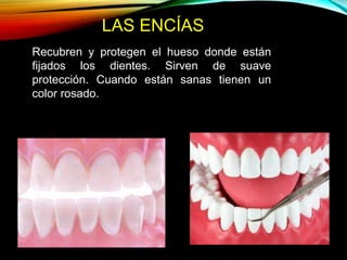 LAS ENCÍAS
Recubren y protegen el hueso donde están
fijados los dientes. Sirven de suave
protección. Cuando están sanas tienen un
color rosado.
 