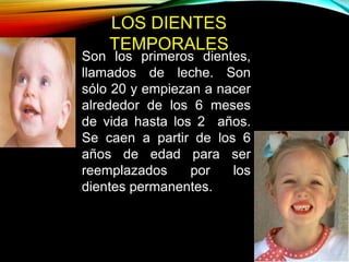 LOS DIENTES
TEMPORALES
Son los primeros dientes,
llamados de leche. Son
sólo 20 y empiezan a nacer
alrededor de los 6 meses
de vida hasta los 2 años.
Se caen a partir de los 6
años de edad para ser
reemplazados por los
dientes permanentes.
 