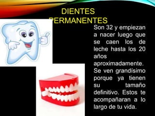 DIENTES
PERMANENTES
Son 32 y empiezan
a nacer luego que
se caen los de
leche hasta los 20
años
aproximadamente.
Se ven grandísimo
porque ya tienen
su tamaño
definitivo. Estos te
acompañaran a lo
largo de tu vida.
 