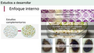 Efecto de estimulos electricos magneticos en semillas | PPTX