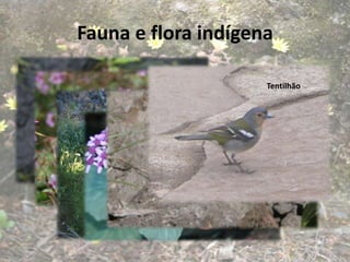 Fauna e flora indígena

Orquídea da serra
                                       Tentilhão
    Gerânio Madeirense
                                       Lagartixa
            Massaroco
                         Erva Coelho
 