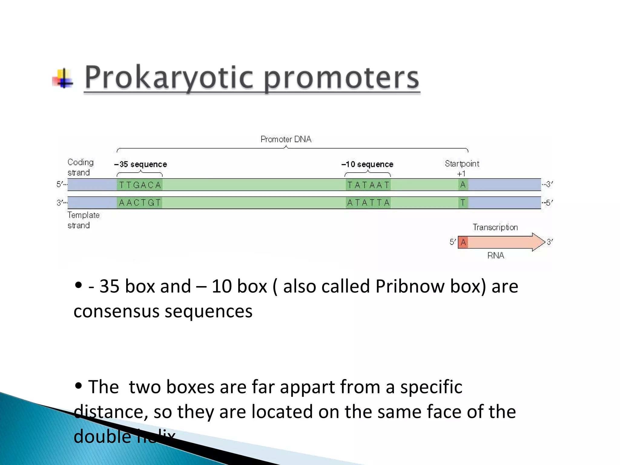 • - 35 box and – 10 box ( also called Pribnow box) are 
consensus sequences 
• The two boxes are far appart from a specific 
distance, so they are located on the same face of the 
double helix. 
 