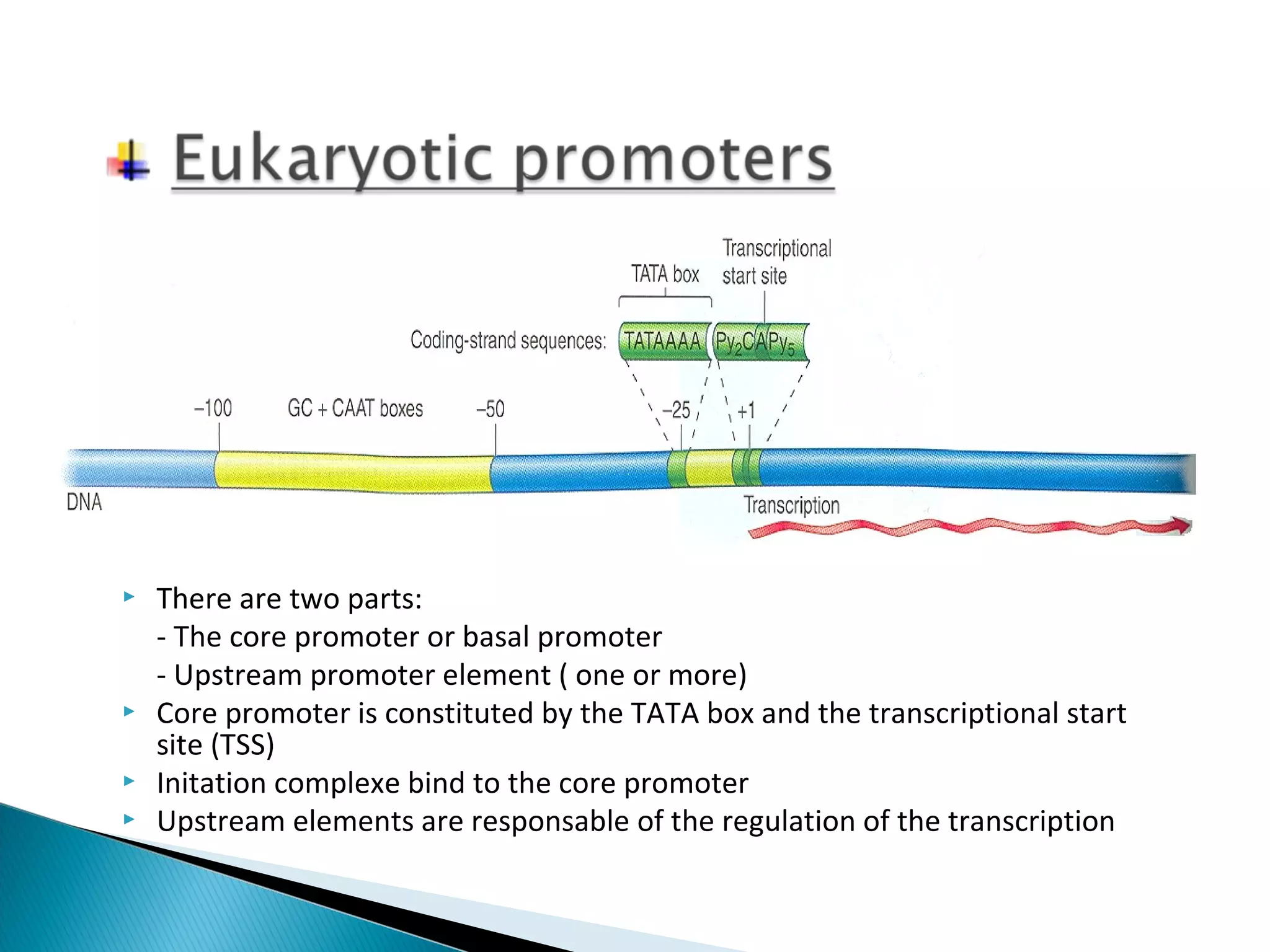  There are two parts: 
- The core promoter or basal promoter 
- Upstream promoter element ( one or more) 
 Core promoter is constituted by the TATA box and the transcriptional start 
site (TSS) 
 Initation complexe bind to the core promoter 
 Upstream elements are responsable of the regulation of the transcription 
 