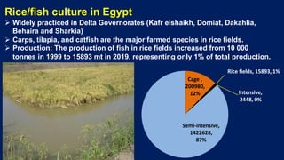 Cage ,
200980,
12% Intensive,
2448, 0%
Semi-intensive,
1422628,
87%
Rice/fish culture in Egypt
Ø Widely practiced in Delta Governorates (Kafr elshaikh, Domiat, Dakahlia,
Behaira and Sharkia)
Ø Carps, tilapia, and catfish are the major farmed species in rice fields.
Ø Production: The production of fish in rice fields increased from 10 000
tonnes in 1999 to 15893 mt in 2019, representing only 1% of total production.
Rice fields, 15893, 1%
 