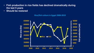 40000
35000
30000
25000
20000
15000
10000
5000
0
300000
350000
400000
450000
500000
550000
600000
650000
2008 2010 2012 2014 2016 2018 2020
Fish
production
(mt)
Rice
area
(ha)
Rice Fish
• Fish production in rice fields has declined dramatically during
the last 5 years
• Should be restored
Rice/fish culture in Egypt 2008-2019
 