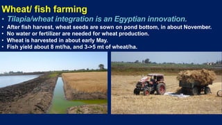 Wheat/ fish farming
• Tilapia/wheat integration is an Egyptian innovation.
• After fish harvest, wheat seeds are sown on pond bottom, in about November.
• No water or fertilizer are needed for wheat production.
• Wheat is harvested in about early May.
• Fish yield about 8 mt/ha, and 3->5 mt of wheat/ha.
 