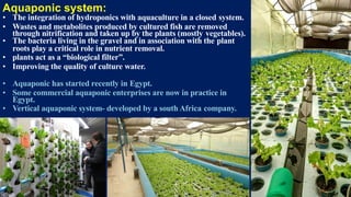 Aquaponic system:
• The integration of hydroponics with aquaculture in a closed system.
• Wastes and metabolites produced by cultured fish are removed
through nitrification and taken up by the plants (mostly vegetables).
• The bacteria living in the gravel and in association with the plant
roots play a critical role in nutrient removal.
• plants act as a “biological filter”.
• Improving the quality of culture water.
• Aquaponic has started recently in Egypt.
• Some commercial aquaponic enterprises are now in practice in
Egypt.
• Vertical aquaponic system- developed by a south Africa company.
 