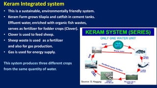 Keram Integrated system
• This is a sustainable, environmentally friendly system.
• Keram Farm grows tilapia and catfish in cement tanks.
Effluent water, enriched with organic fish wastes,
serves as fertilizer for fodder crops (Clover).
• Clover is used to feed sheep.
• Sheep waste is used as a fertilizer
and also for gas production.
• Gas is used for energy supply.
This system produces three different crops
from the same quantity of water.
Source: S. Haggag
 
