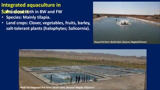 Rwaq Fish farm- North Saini. (Source: MagdyElGazzar)
Wadi Tal Integrated fish farm- South Saini. (Source: Magdy ElGazzar)
Integrated aquaculture in
Saini desert
• Practiced both in BW and FW
• Species: Mainly tilapia.
• Land crops: Clover, vegetables, fruits, barley,
salt-tolerant plants (halophytes; Salicornia).
 