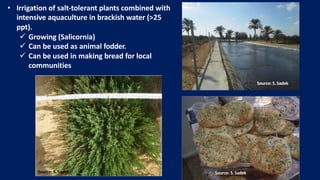 • Irrigation of salt-tolerant plants combined with
intensive aquaculture in brackish water (>25
ppt).
ü Growing (Salicornia)
ü Can be used as animal fodder.
ü Can be used in making bread for local
communities
Source: S.Sadek
Source: S.Sadek
Source: S.Sadek
 