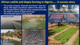 African catfish and tilapia farming in Algeria…… A success story
Courtesy of V.Crespi Courtesy of V. Crespi
• The private company “Pescado de la Duna” raise red
tilapia, Nile tilapia and African catfish in the desert of
the Ouargla District (Algeria) using underground water.
• The water is used to irrigate land crops.
• The production goes to local market
Courtesy of V. Crespi
Source: S. Sadek
Source: S. Sadek
Source: S. Sadek
 