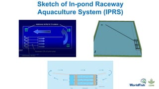 Sketch of In-pond Raceway
Aquaculture System (IPRS)
 