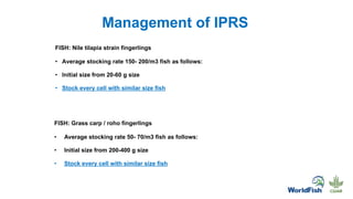 Management of IPRS
FISH: Nile tilapia strain fingerlings
• Average stocking rate 150- 200/m3 fish as follows:
• Initial size from 20-60 g size
• Stock every cell with similar size fish
FISH: Grass carp / roho fingerlings
• Average stocking rate 50- 70/m3 fish as follows:
• Initial size from 200-400 g size
• Stock every cell with similar size fish
 
