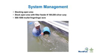 System Management
• Stocking open area
• Stock open area with filter feeder # 100-200 silver carp
• 500-1000 mullet fingerlings/ acre
 
