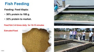 Fish Feeding
Feeding: Feed tilapia:
• 36% protein to 100 g.
• 32% protein to market.
1/28/22 46
Feed fish 3-4 times daily for 10-15 minutes
Extruded Feed
 
