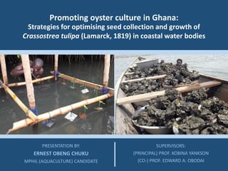 Promoting oyster culture in Ghana:
PRESENTATION BY:
ERNEST OBENG CHUKU
MPHIL (AQUACULTURE) CANDIDATE
Strategies for optimising seed collection and growth of
Crassostrea tulipa (Lamarck, 1819) in coastal water bodies
SUPERVISORS:
(PRINCIPAL) PROF. KOBINA YANKSON
(CO-) PROF. EDWARD A. OBODAI
 