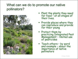 What can we do to promote our native
pollinators?
                    Plant the plants they need
                     for food – at all stages of
                     their lives.
                    Provide places where they
                     can reproduce and provide
                     for their young
                    Protect them by
                     practicing Integrated Pest
                     Management – limited use
                     of pesticides
                    Teach others – by word
                     and example – about the
                     importance of native
                     pollinators
                                      © Project SOUND
 