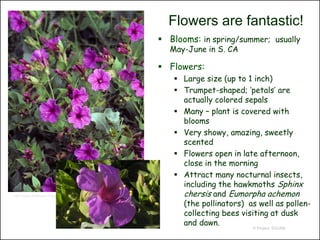 Flowers are fantastic!
                                                             Blooms: in spring/summer; usually
                                                              May-June in S. CA

                                                             Flowers:
                                                                Large size (up to 1 inch)
                                                                Trumpet-shaped; ‘petals’ are
                                                                 actually colored sepals
                                                                Many – plant is covered with
                                                                 blooms
                                                                Very showy, amazing, sweetly
                                                                 scented
                                                                Flowers open in late afternoon,
                                                                 close in the morning
                                                                Attract many nocturnal insects,
                                                                 including the hawkmoths Sphinx
http://www.wildflower.org/plants/result.php?id_plant=MIMU        chersis and Eumorpha achemon
                                                                 (the pollinators) as well as pollen-
                                                                 collecting bees visiting at dusk
                                                                 and dawn.
                                                                                    © Project SOUND
 