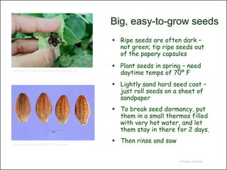 Big, easy-to-grow seeds
                                                          Ripe seeds are often dark –
                                                           not green; tip ripe seeds out
                                                           of the papery capsules
                                                          Plant seeds in spring – need
http://www.dbg.org/index.php/gardening/octobercalendar
                                                           daytime temps of 70º F
                                                          Lightly sand hard seed coat –
                                                           just roll seeds on a sheet of
                                                           sandpaper
                                                          To break seed dormancy, put
                                                           them in a small thermos filled
                                                           with very hot water, and let
                                                           them stay in there for 2 days.

Steve Hurst @ USDA-NRCS PLANTS Database
                                                          Then rinse and sow


                                                                                © Project SOUND
 