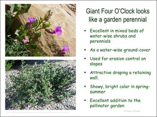 Giant Four O’Clock looks
                                                                               like a garden perennial
                                                                               Excellent in mixed beds of
                                                                                water-wise shrubs and
                                                                                perennials

                                                                               As a water-wise ground-cover

                                                                               Used for erosion control on
                                                                                slopes

                                                                               Attractive draping a retaining
                                                                                wall.

                                                                               Showy, bright color in spring-
                                                                                summer

                                                                               Excellent addition to the
                                                                                pollinator garden
                                                                                                 © Project SOUND
http://www.waterwiseplants.utah.gov/default.asp?p=PlantInfo&Plant=192&Cart=
 