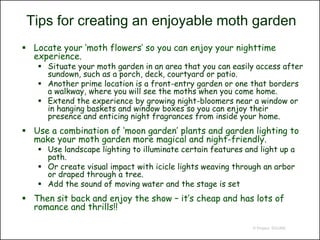 Tips for creating an enjoyable moth garden
 Locate your ‘moth flowers’ so you can enjoy your nighttime
  experience.
    Situate your moth garden in an area that you can easily access after
     sundown, such as a porch, deck, courtyard or patio.
    Another prime location is a front-entry garden or one that borders
     a walkway, where you will see the moths when you come home.
    Extend the experience by growing night-bloomers near a window or
     in hanging baskets and window boxes so you can enjoy their
     presence and enticing night fragrances from inside your home.
 Use a combination of ‘moon garden’ plants and garden lighting to
  make your moth garden more magical and night-friendly.
    Use landscape lighting to illuminate certain features and light up a
     path.
    Or create visual impact with icicle lights weaving through an arbor
     or draped through a tree.
    Add the sound of moving water and the stage is set
 Then sit back and enjoy the show – it’s cheap and has lots of
  romance and thrills!!

                                                             © Project SOUND
 
