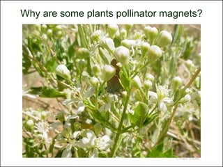 Why are some plants pollinator magnets?




                                 © Project SOUND
 