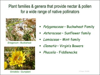 Plant families & genera that provide nectar & pollen
        for a wide range of native pollinators


                          Polygonaceae – Buckwheat Family
                          Asteraceae – Sunflower family
                          Lamiaceae – Mint family
Eriogonum - Buckwheat
                          Clematis – Virgin’s Bowers
                          Phacelia - Fiddlenecks




                                                    © Project SOUND
  Grindelia - Gumplant
 